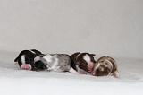BERGER AUSTRALIEN PUPPIES 895